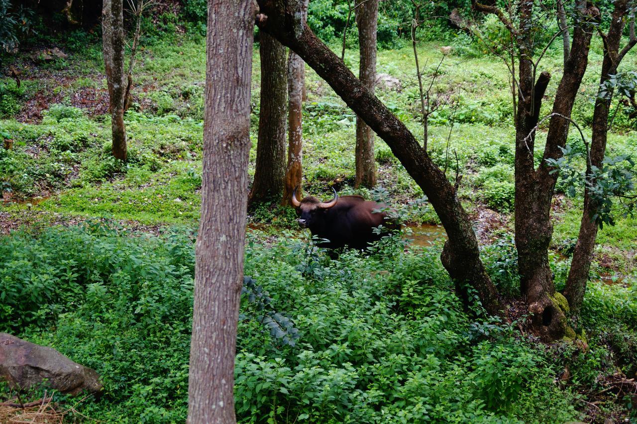 Secret Valley Jungle Resort Udagamandalam Exterior foto
